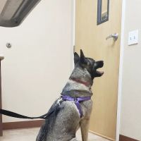Murrieta Oaks Veterinary Hospital ico