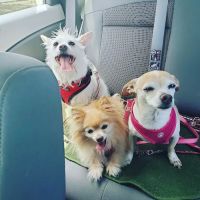 Pet Wellness Center, Veterinarian ico