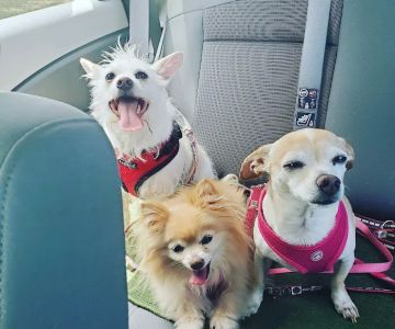 Pet Wellness Center, Veterinarian