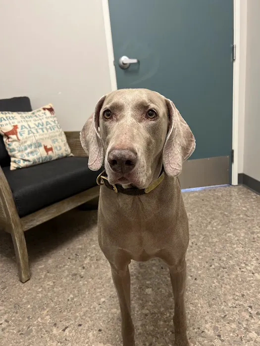 Pet Wellness Center, Veterinarian 10
