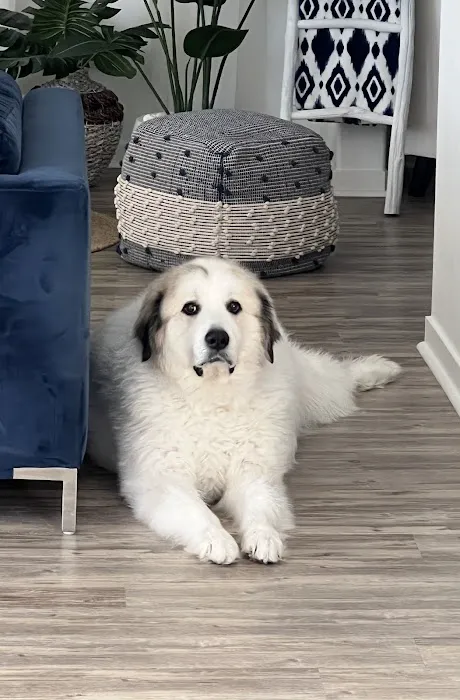 Pet Wellness Center, Veterinarian 4