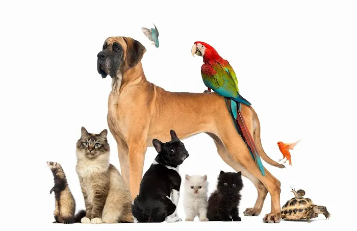 Zen Dog Holistic Mobile Veterinary Care 1