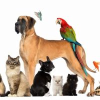 Zen Dog Holistic Mobile Veterinary Care ico