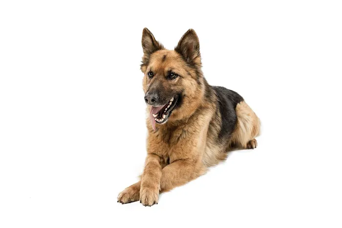 Zen Dog Holistic Mobile Veterinary Care 2