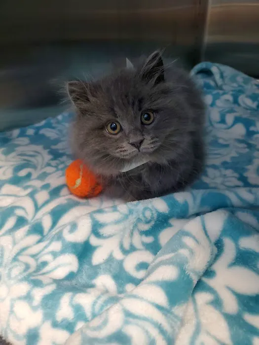 Golden Coast Veterinary Care 2