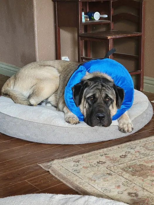 Golden Coast Veterinary Care 6