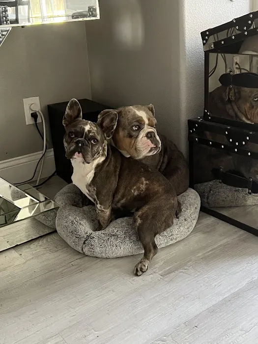 Angel Care Pet Hospital 7