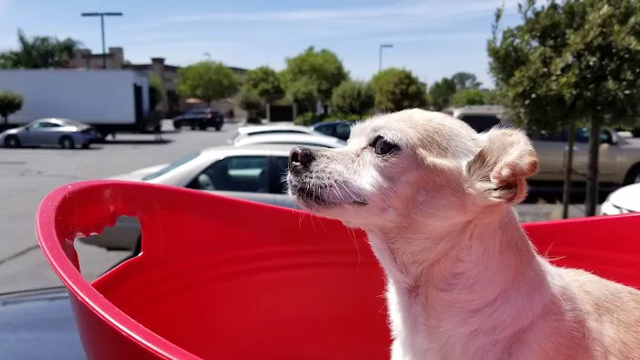 Angel Care Pet Hospital 4