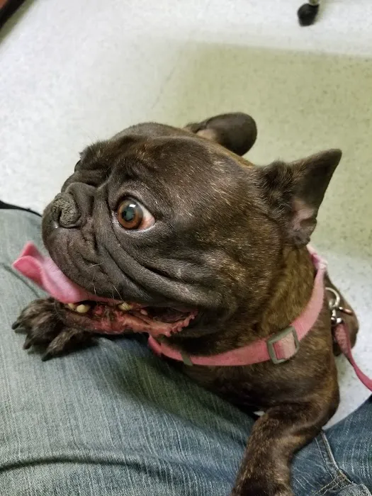 Angel Care Pet Hospital 5