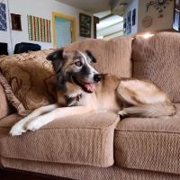 Angel Care Pet Hospital ico