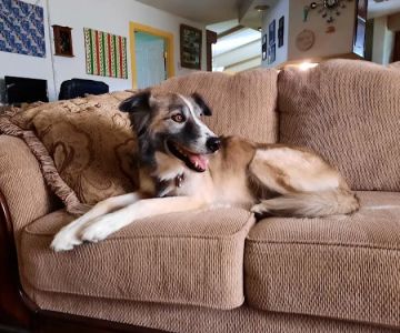 Angel Care Pet Hospital
