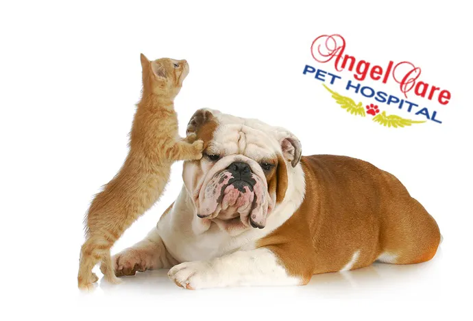 Angel Care Pet Hospital 3