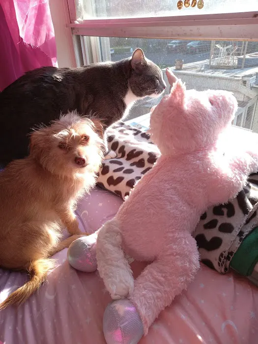 Bridgeport Veterinary Hospital 12