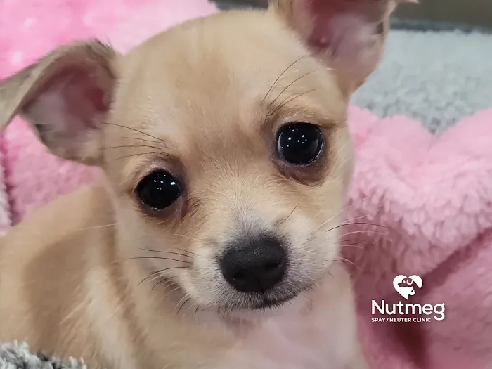 Nutmeg Spay/Neuter Clinic 12