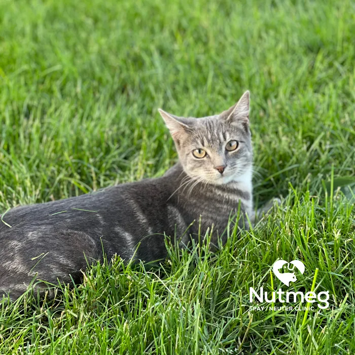 Nutmeg Spay/Neuter Clinic 12