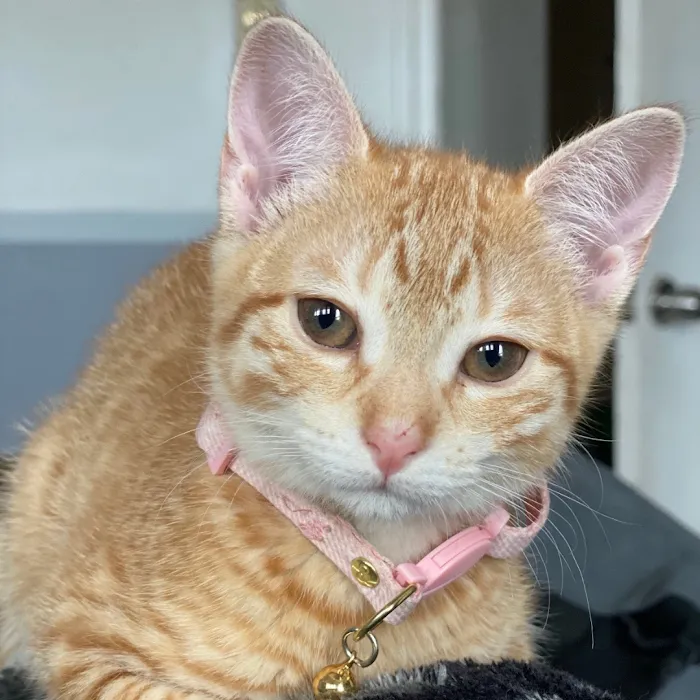 Nutmeg Spay/Neuter Clinic 12
