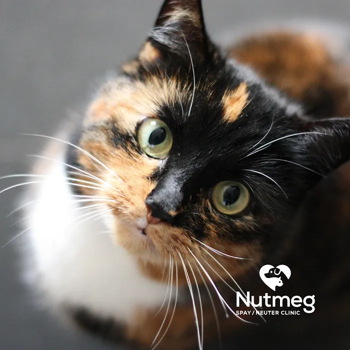 Nutmeg Spay/Neuter Clinic 12