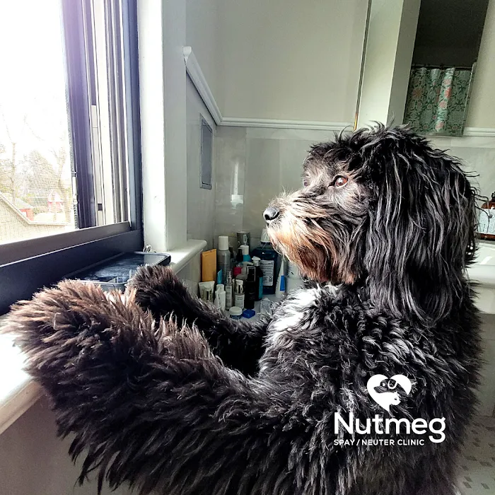 Nutmeg Spay/Neuter Clinic 12