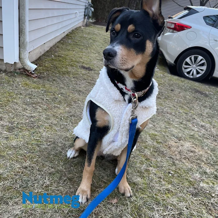 Nutmeg Spay/Neuter Clinic 12