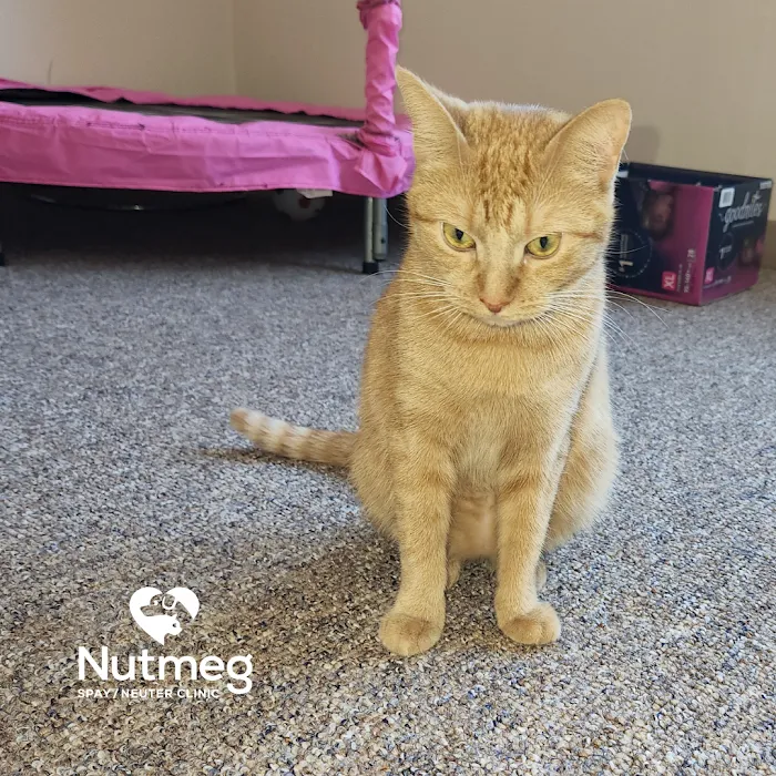 Nutmeg Spay/Neuter Clinic 12