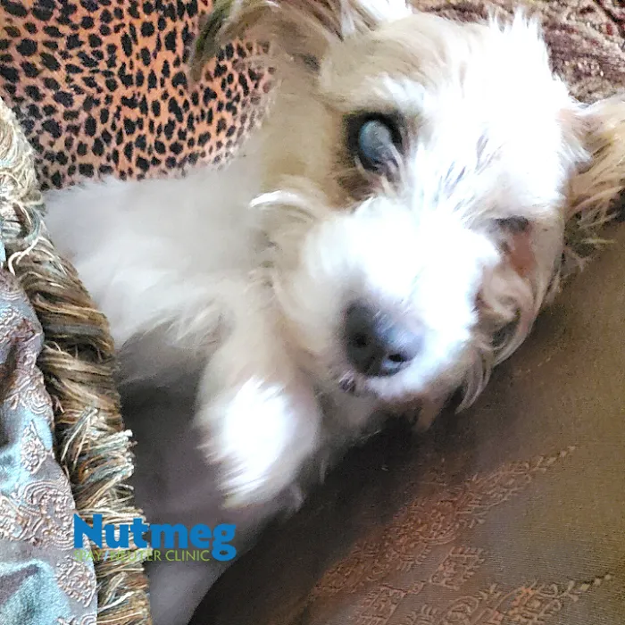 Nutmeg Spay/Neuter Clinic 12