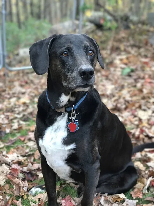 Shelton Veterinary Center LLC 12