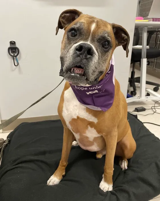 VCA Shoreline Veterinary Referral and Emergency Center 12