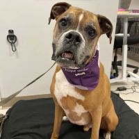 VCA Shoreline Veterinary Referral and Emergency Center ico