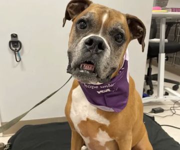 VCA Shoreline Veterinary Referral and Emergency Center