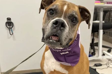 VCA Shoreline Veterinary Referral and Emergency Center