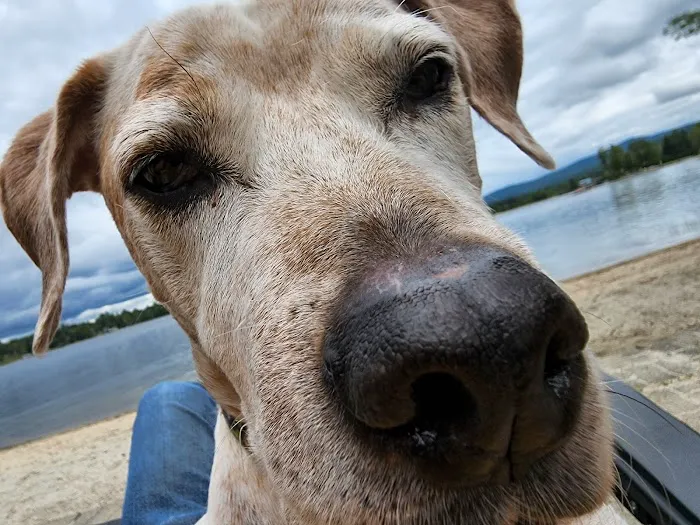 VCA Shoreline Veterinary Referral and Emergency Center 12
