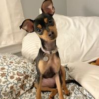 Pieper Veterinary Stratford ico