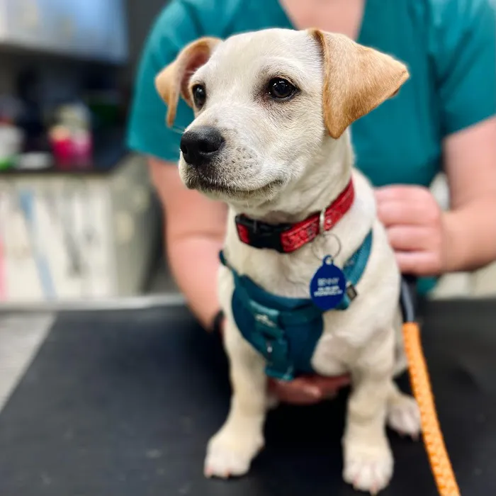 Bilmar Veterinary Services 12