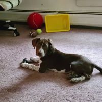 VCA All Caring Animal Hospital ico
