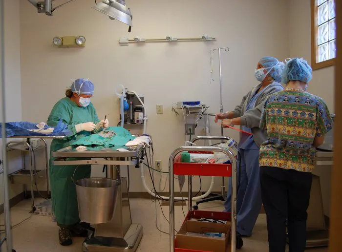 VCA All Caring Animal Hospital 12
