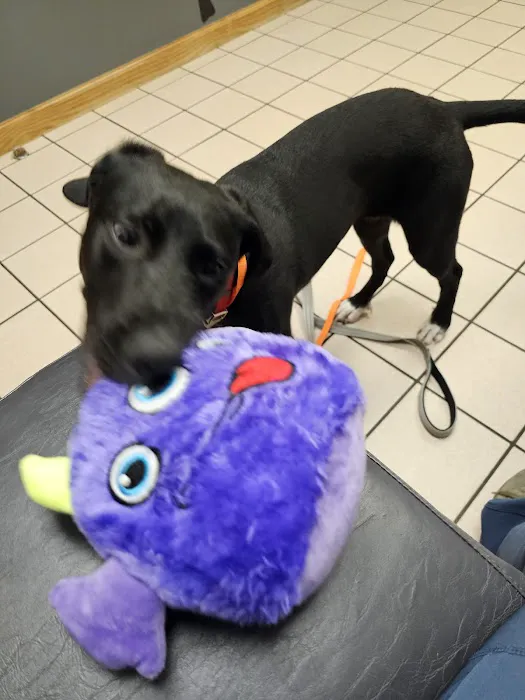 VCA All Caring Animal Hospital 12