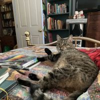 Winsted Hospital for Animals ico