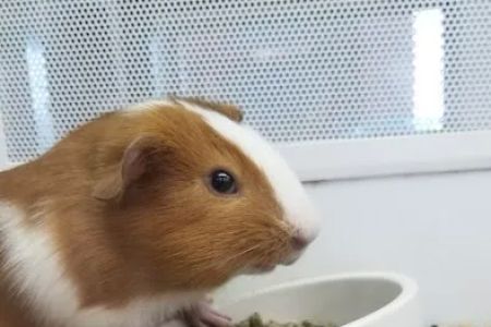 Vetco Vaccination Clinic
