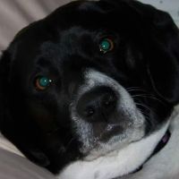 Mountain Top Veterinary Hospital ico
