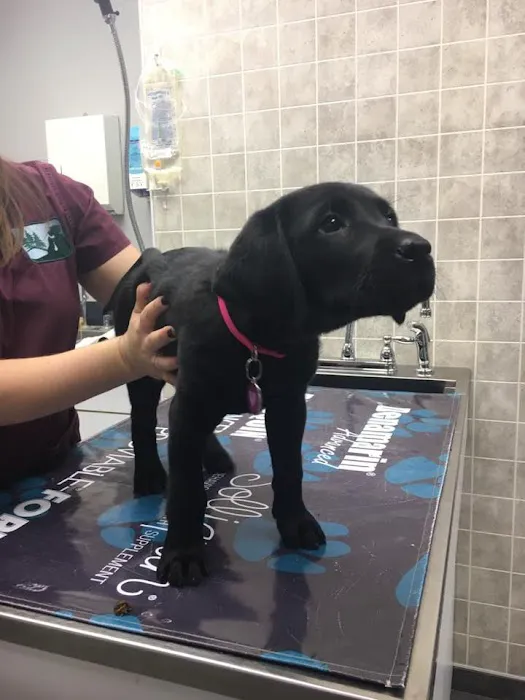 Wood Hill Veterinary Clinic 12