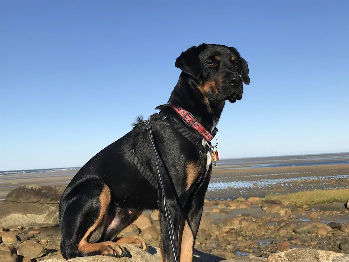 Chathams Small Animal Hospital 8