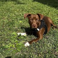 Chathams Small Animal Hospital ico