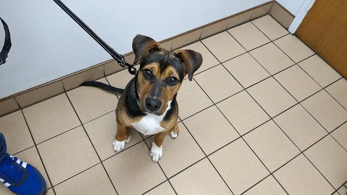 Chippens Hill Veterinary Hospital 12