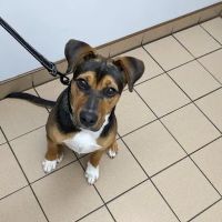 Chippens Hill Veterinary Hospital ico