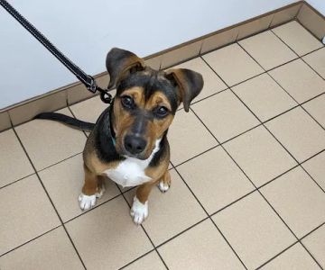Chippens Hill Veterinary Hospital