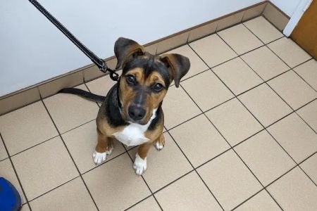 Chippens Hill Veterinary Hospital