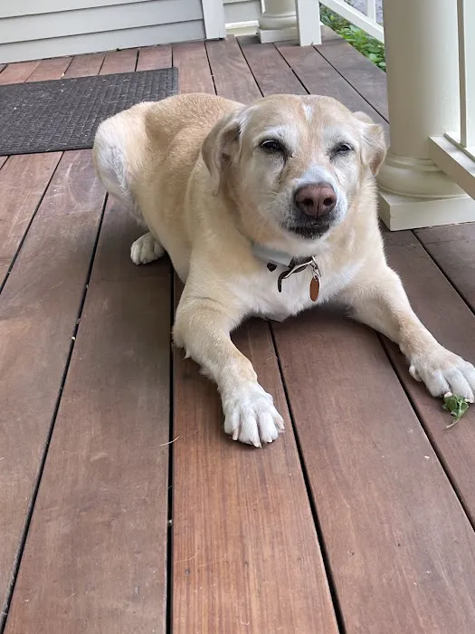 Chippens Hill Veterinary Hospital 12