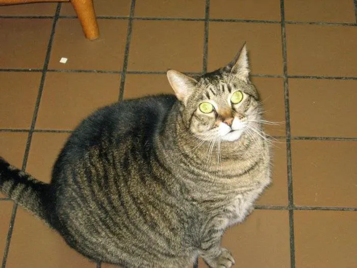 VCA Bristol Animal Hospital 12