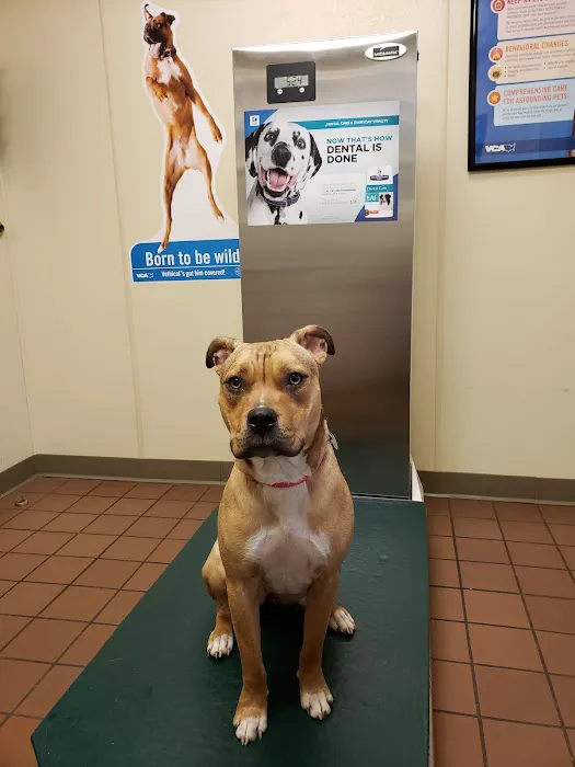 VCA Bristol Animal Hospital 12