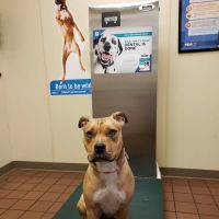 VCA Bristol Animal Hospital ico